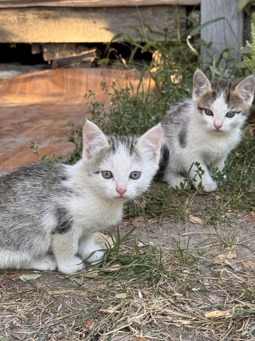 Отдам котят в добрые руки .