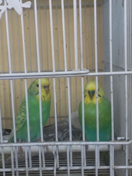 валнисти папугай сотилади