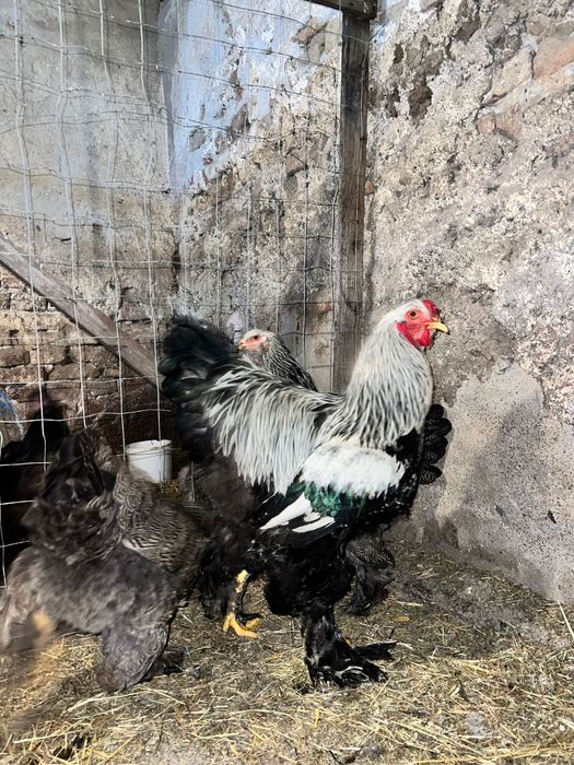 Brahma herminat inchis