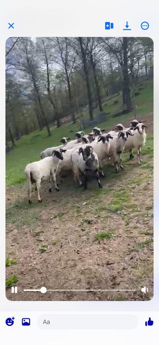 Vând oi bune de ținut