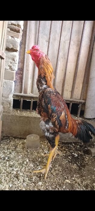 Дакан петух апрельский