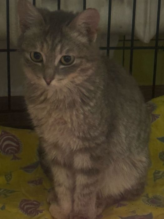 Котятка Аксу бесплатно