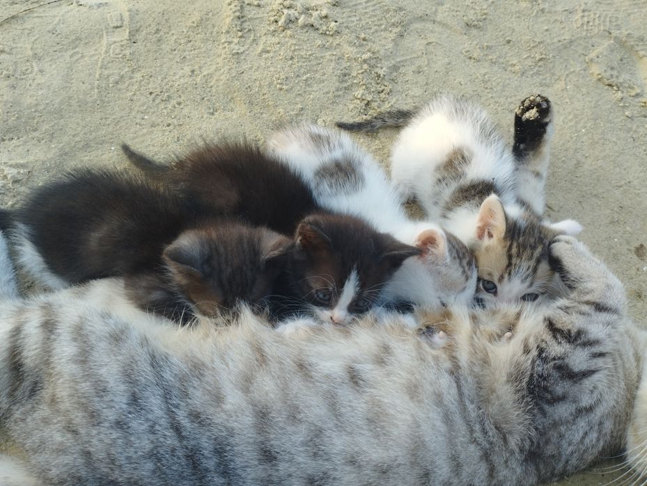 Отдам котят(девочки) в добрые руки