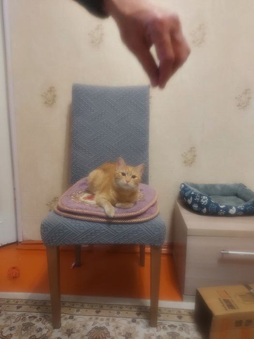 Помогите приутить кошек