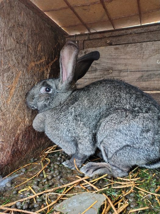 Vând iepure uriaș german