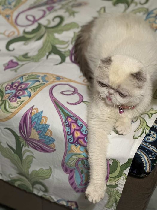 Продается кошка Шотландская вислоуха