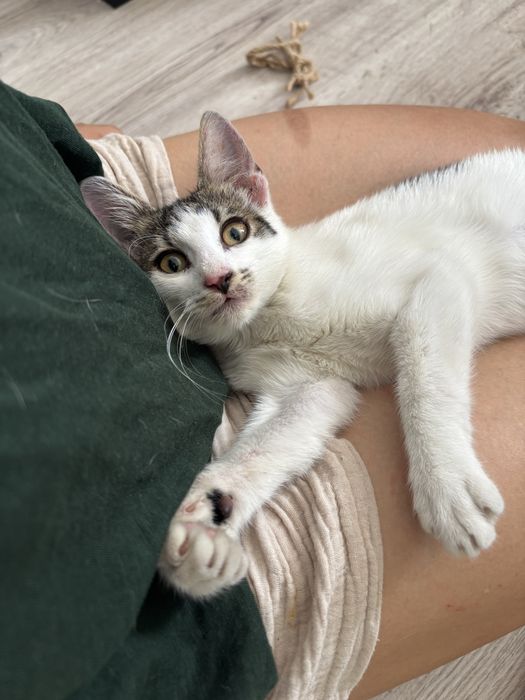 Pui pisica adoptie - 3 luni