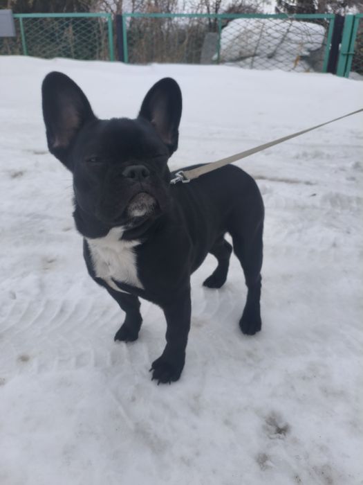 Отдам в добрые руки