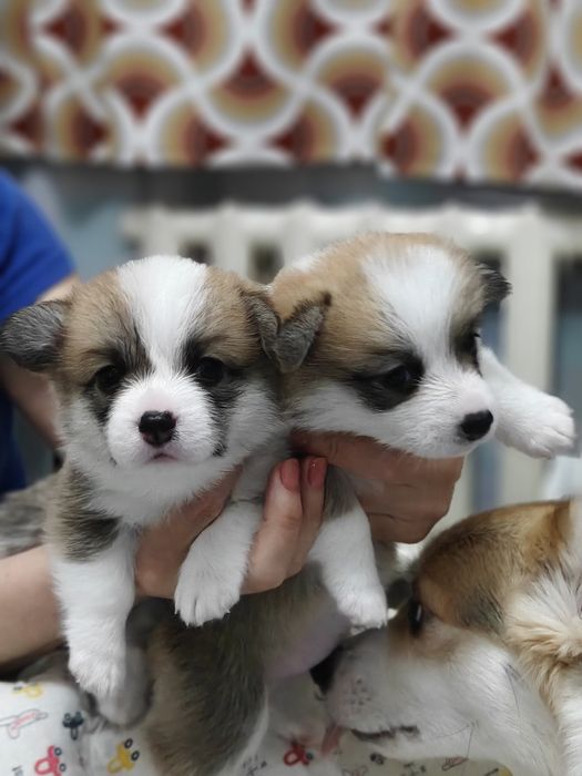 Открыта бронь на щенков корги