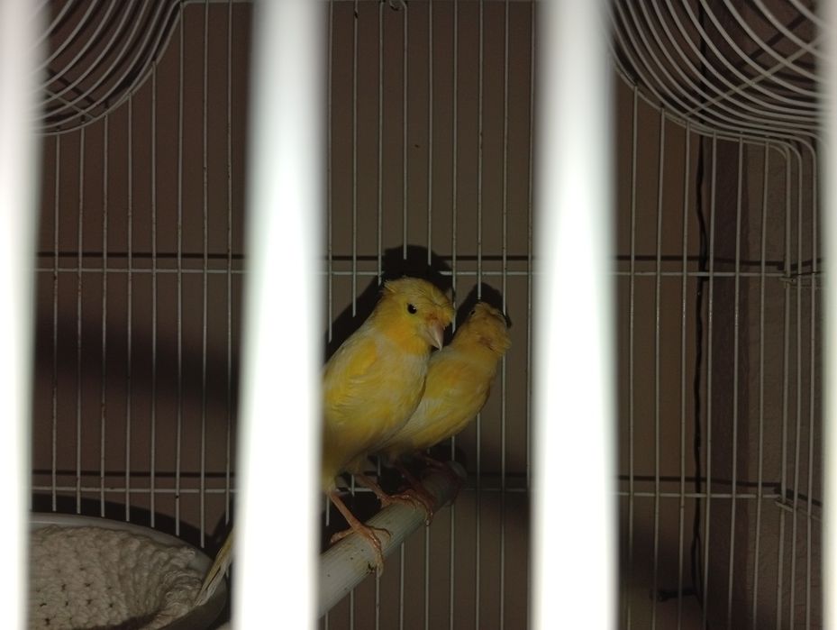 канарека сотилади