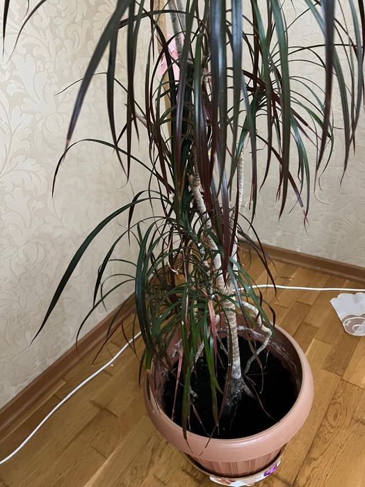 Продам  комнатное  растение