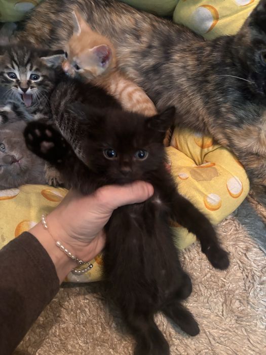 котята ищут себе дом