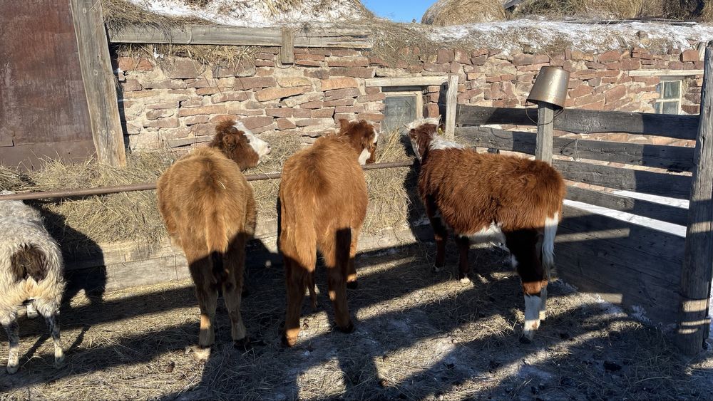 Продам годовалых КРС Телки.