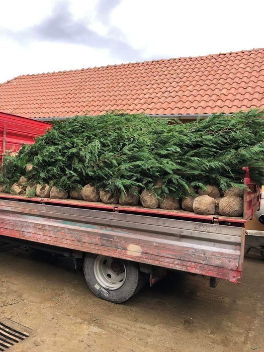 Chiparos Leyland gard viu