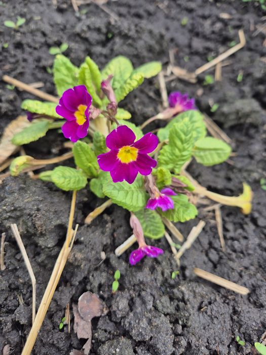 Продам растения с дачи