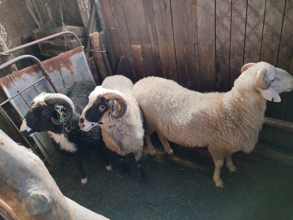 Бараны  на откорме