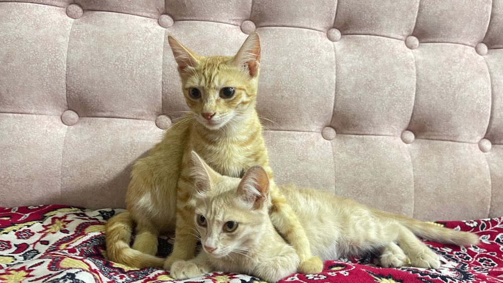 Котята в хорошие руки