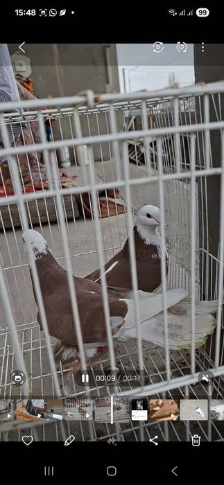 Кызыл акбас сатамын