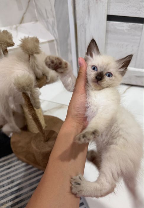 Отдаем котят в добрые руки
