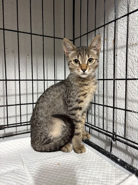 Pui de 3-4 luni pentru adoptie