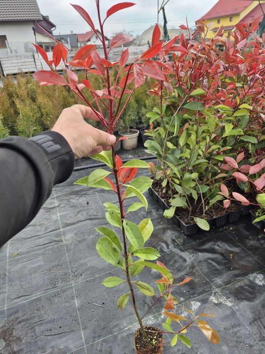 Photinia red robin gard viu 70-80cm
