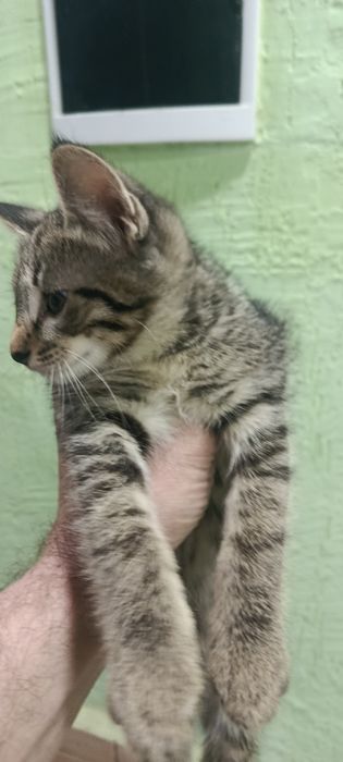 Котята 3 шт и мама кошка