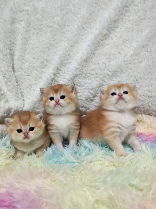 Золотая шиншилла котята