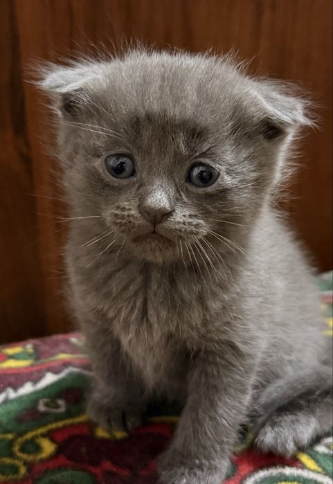 Мушук  Шотландский Вислоухи