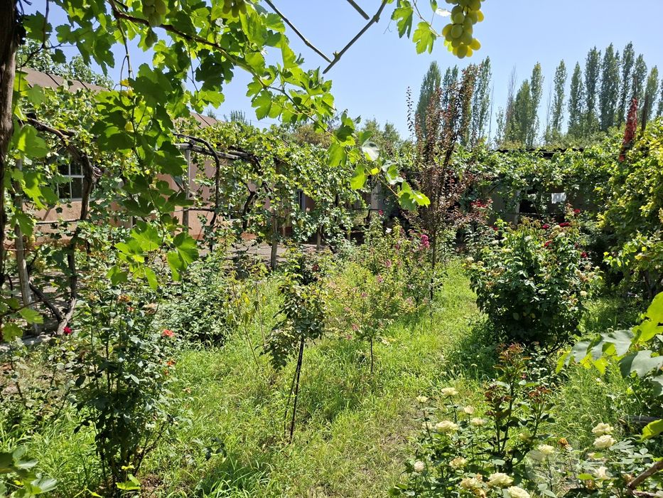 Andijon / Hovli sotiladi