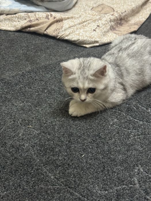 Shinshilla toza qaralgan