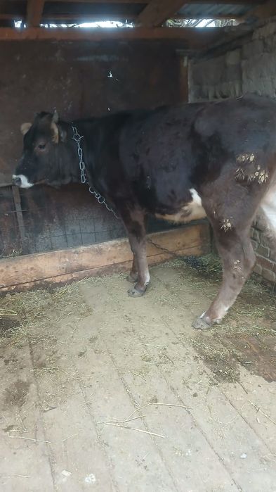 Продам      телку