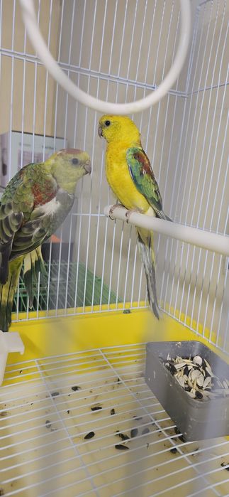 Певчий попугай атлас