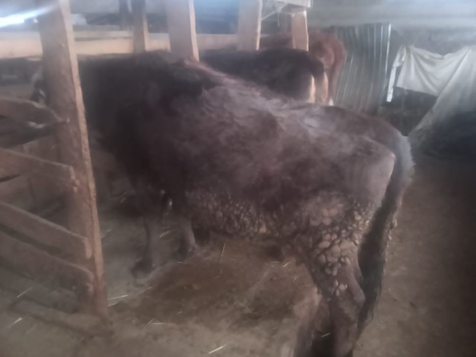 Сиырлар сатылады