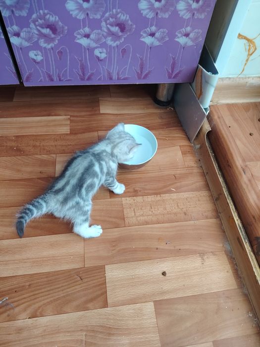 Продаются котята скоттиш страйт