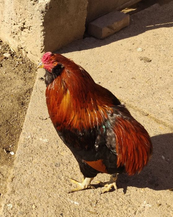 Ouă Araucana si Combatant Indian,talie mare de incubat