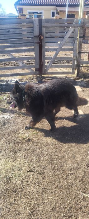 Вязка немецкой овчарки