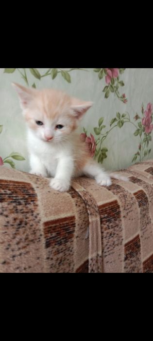 Отдам в добрые руки