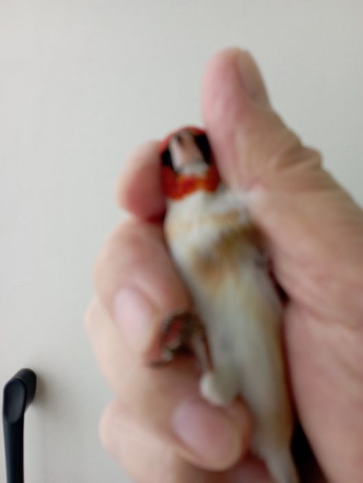 Продам щегла белобородого.