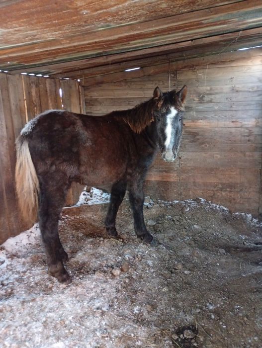 Еки жабагы сатам.жеребята