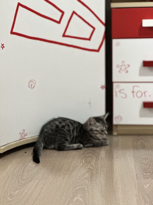 кошка пародистый