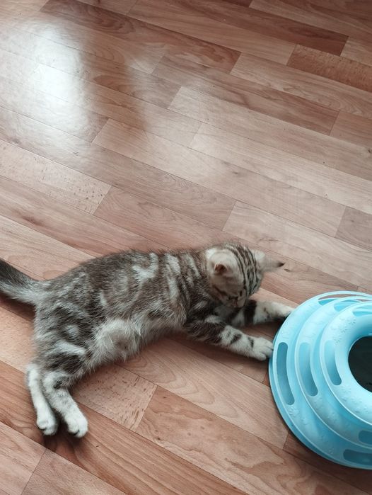 Котята британцы чистокровные