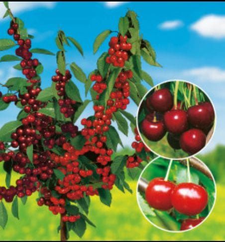 Pomi fructiferi clasici soiuri de  vișin