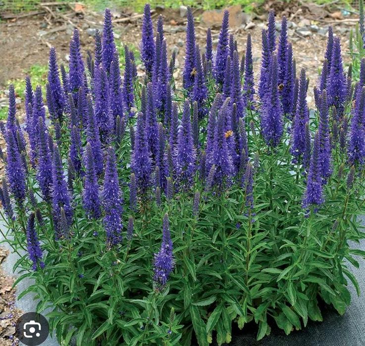 Продам растения с дачи