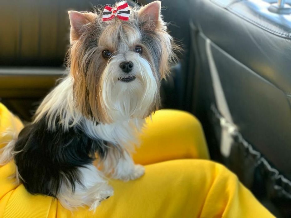 Продам щенков бивер йорк