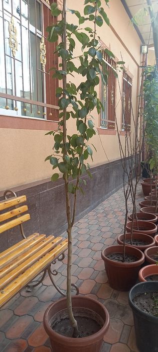 Мевали кучатлар бор тувакда