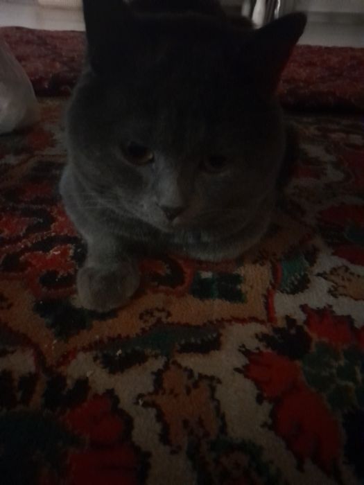 Бесплатно! Британский короткошерстный кот,для связи напишите в OLX