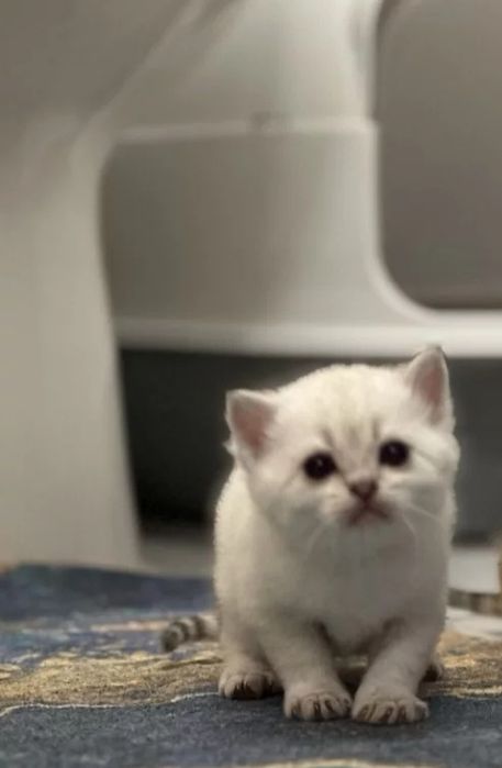 Котята мальчики и девочки цены разные!