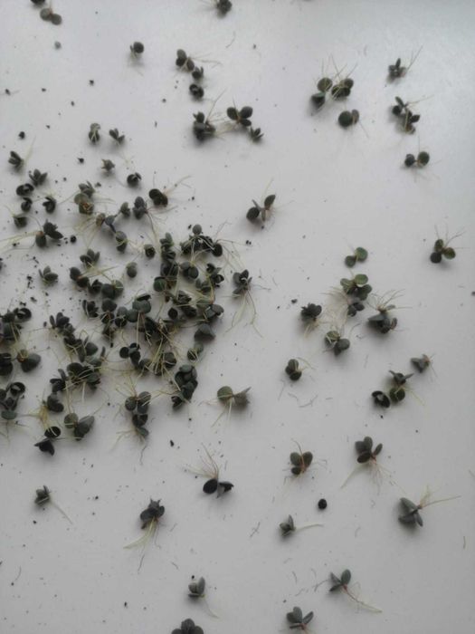 Каланхоэ лечебный