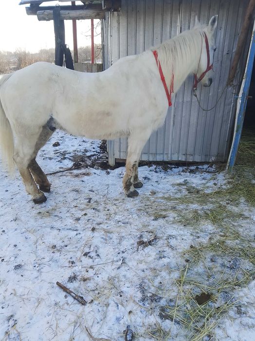 De vânzare cal castrat de 9 ani foarte cuminte și harnic