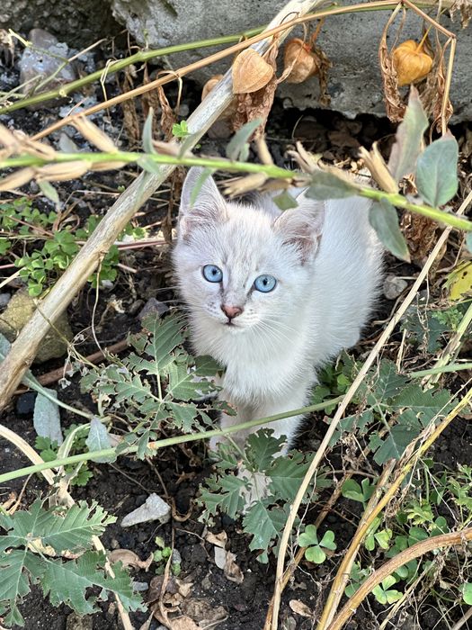 Котята 3 мес